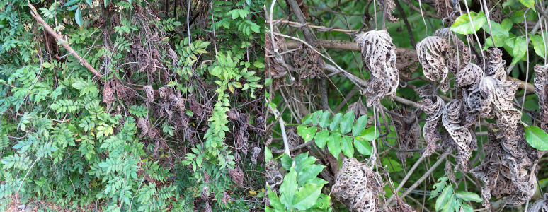 [Two photos spliced together. On the left is the zoomed out view of a thick section of green plants and vines. In the middle of the section are brown leaves. The image on the right shows the brown leaves are crinkled and have many holes in them as if multiple insects feasted on them.  ]